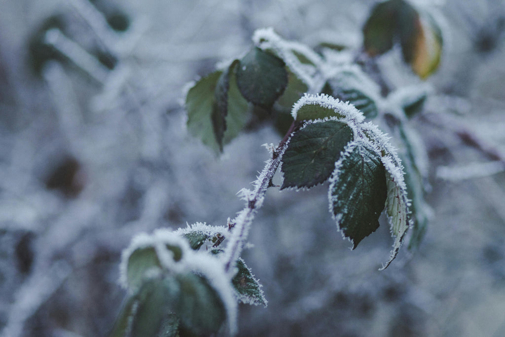 How Potassium and Calcium Work Together to Boost Cold Tolerance