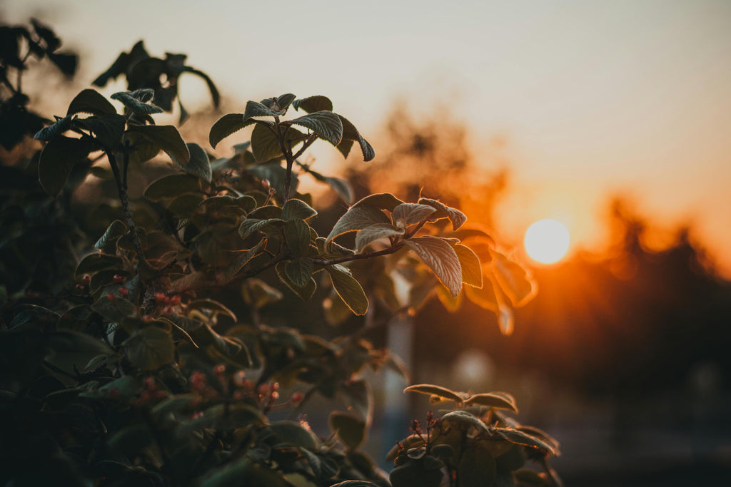 Strengthening Perennials for Winter with Muriate of Potash