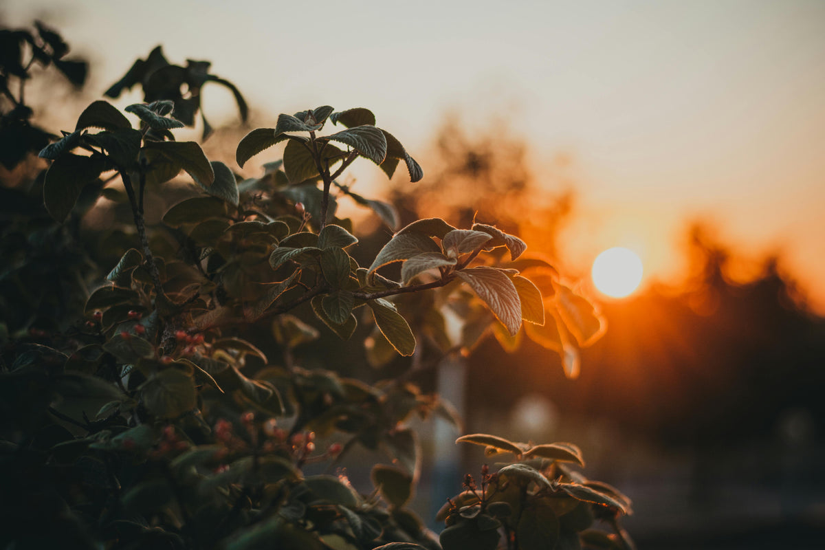 Strengthening Perennials for Winter with Muriate of Potash