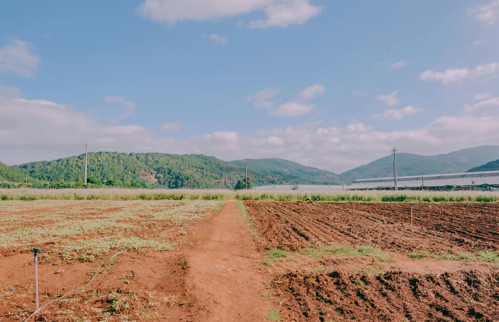Gypsum for Orchards: Preventing Soil Compaction and Supporting Root Health