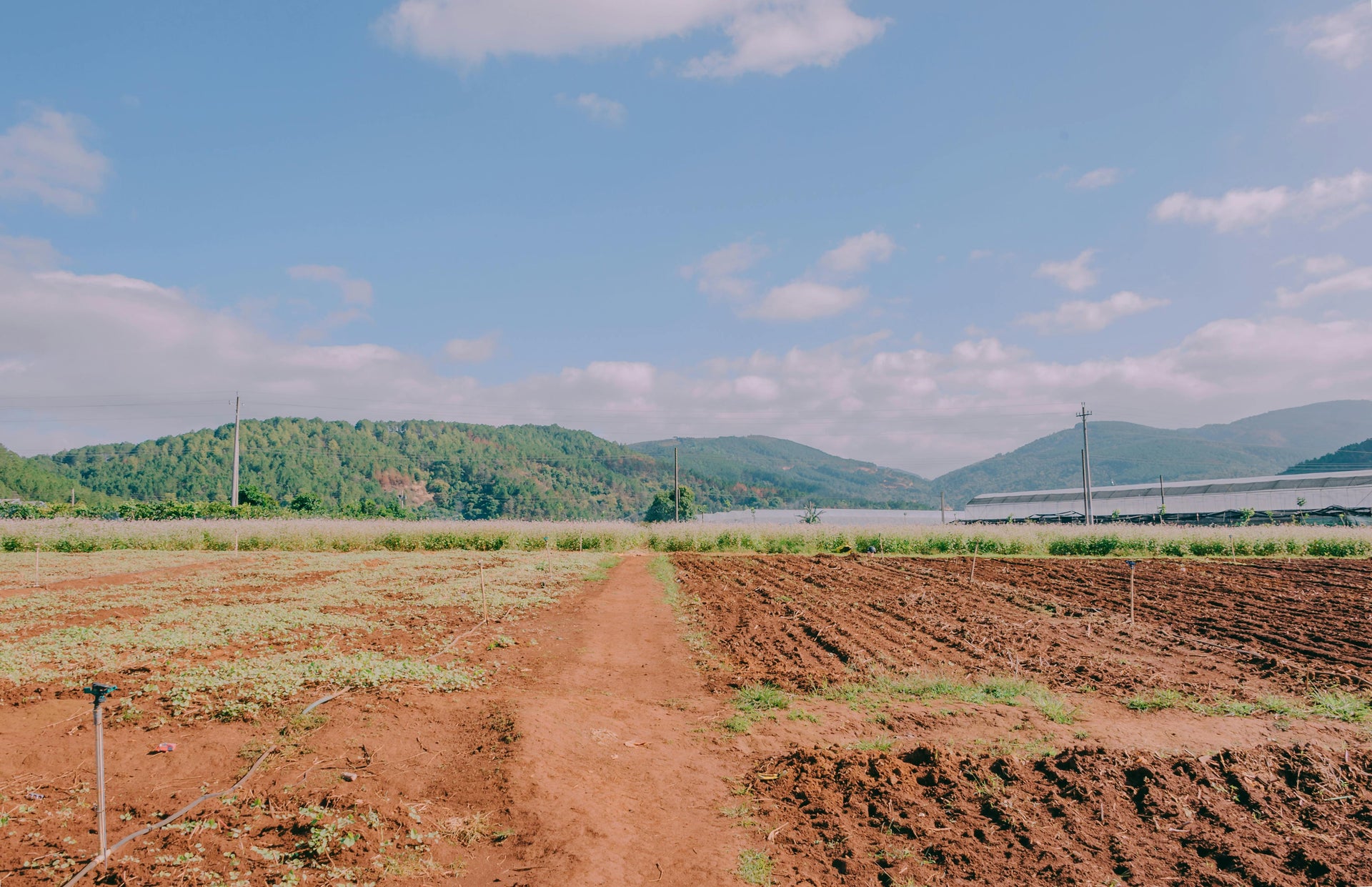 Gypsum for Orchards: Preventing Soil Compaction and Supporting Root Health