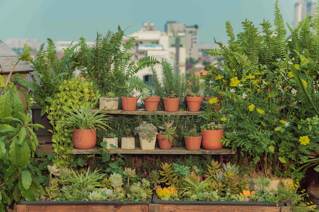 Gypsum for Gardeners: Stronger Root Development and Transplant Recovery