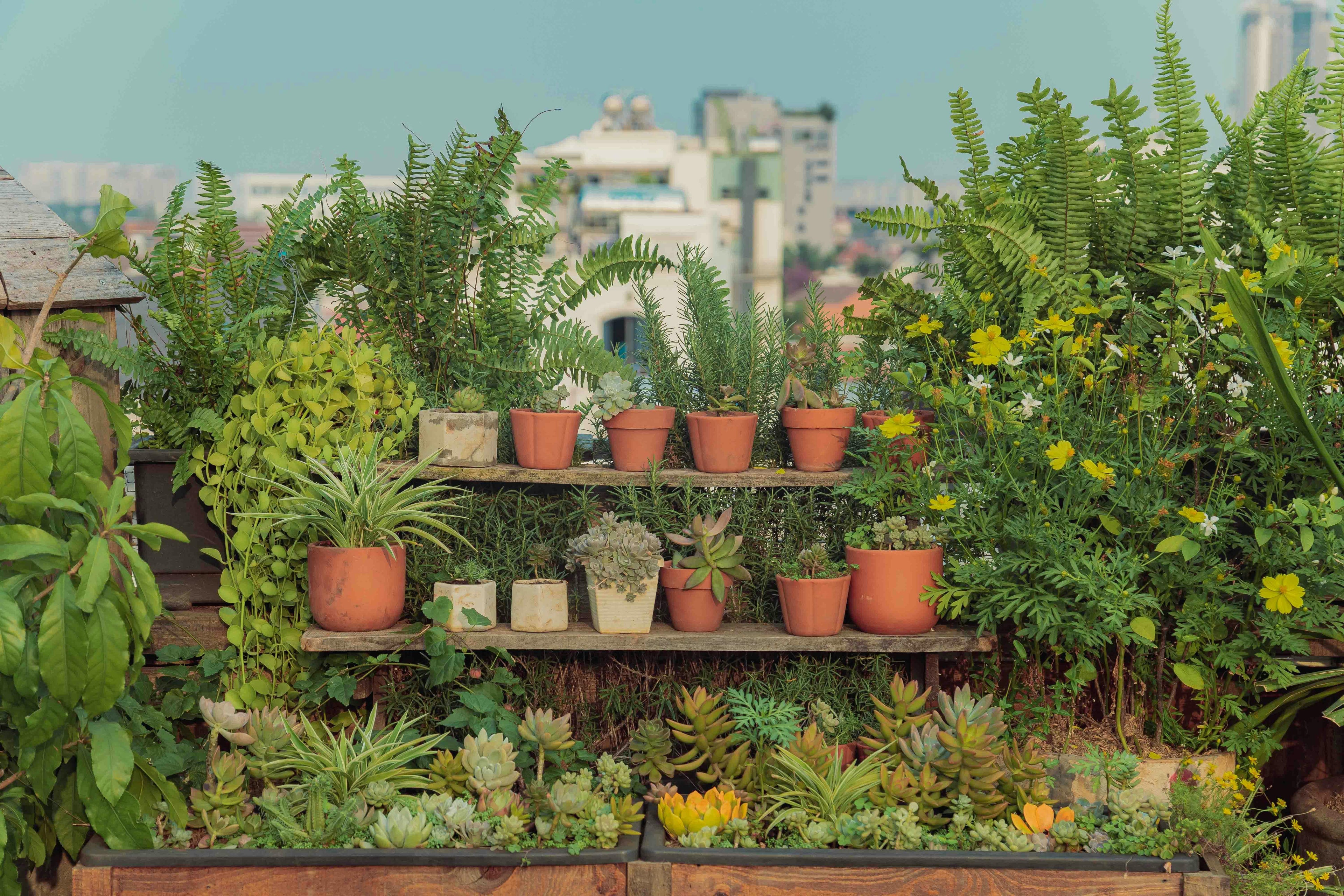 Gypsum for Gardeners: Stronger Root Development and Transplant Recovery