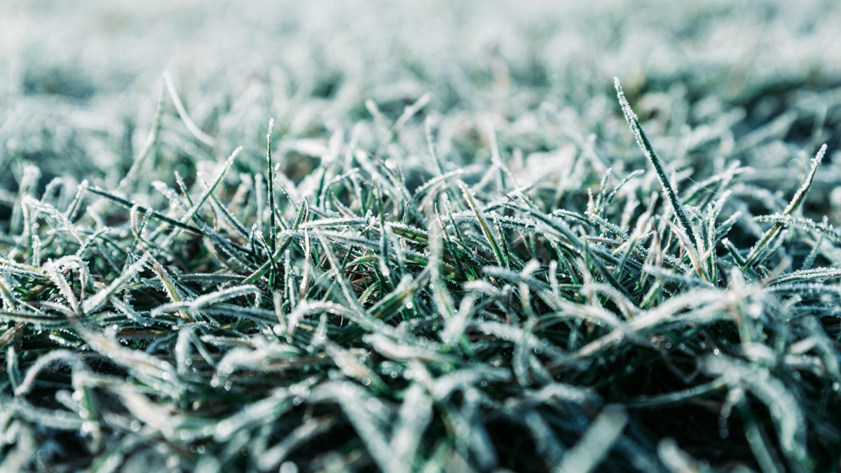 Using Muriate of Potash to Improve Cold Tolerance in Lawns and Gardens