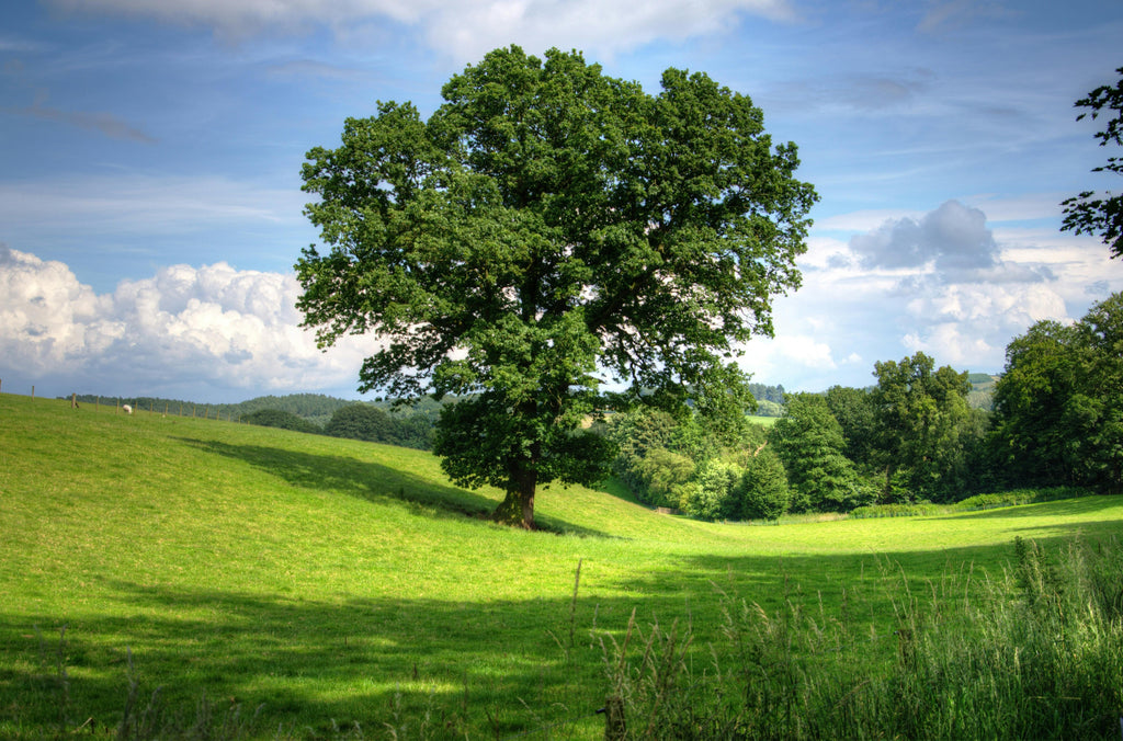 Fall Fertilization for Trees and Shrubs Using Triple 10 with Micronutrients