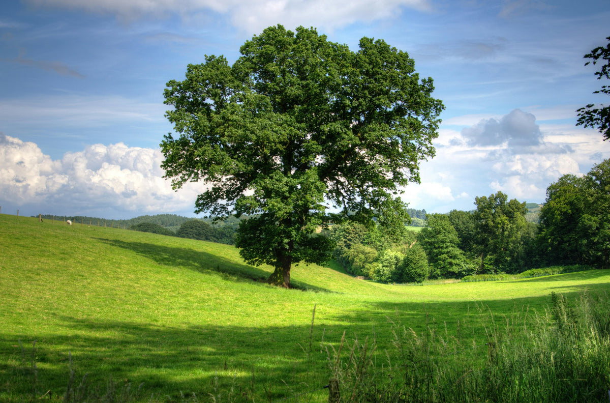 Fall Fertilization for Trees and Shrubs Using Triple 10 with Micronutrients