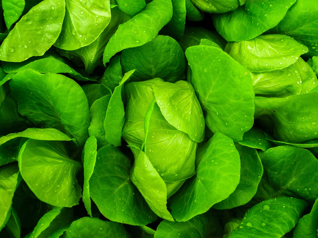 Spring Crop Root Stimulation: Early Nitrogen and Calcium Applications for Strong Establishment