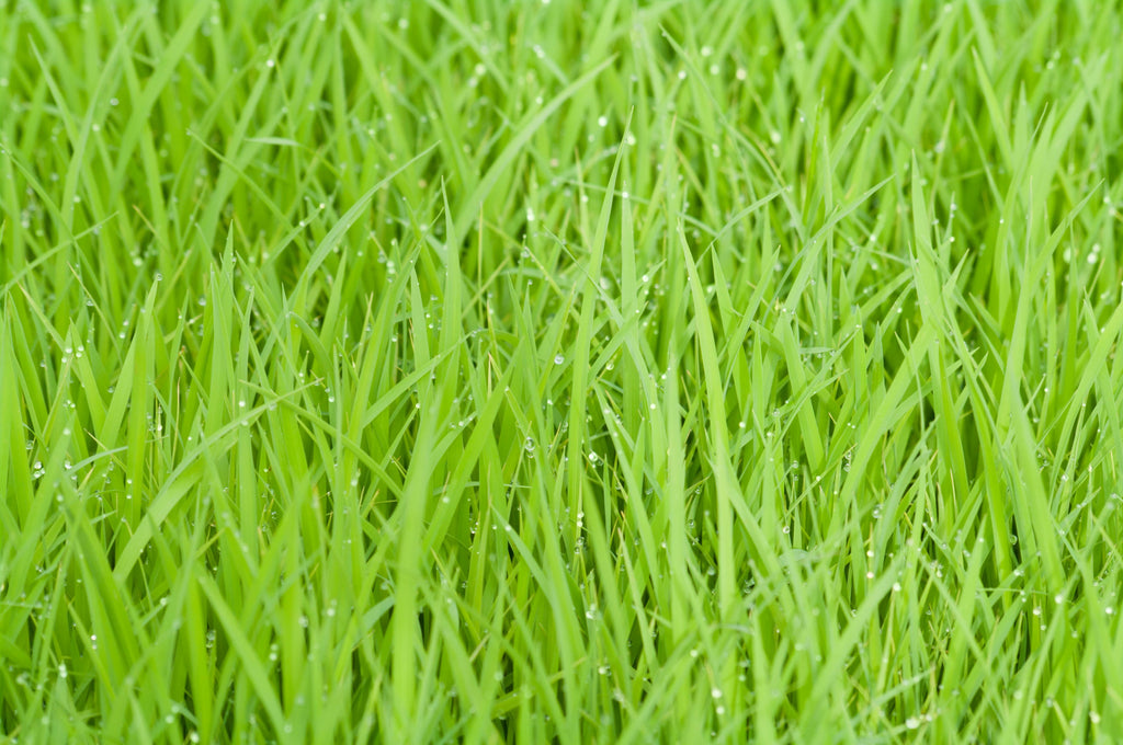 Unlock a Healthy Lawn: Expert Guide to Fall Aeration Techniques and Benefits