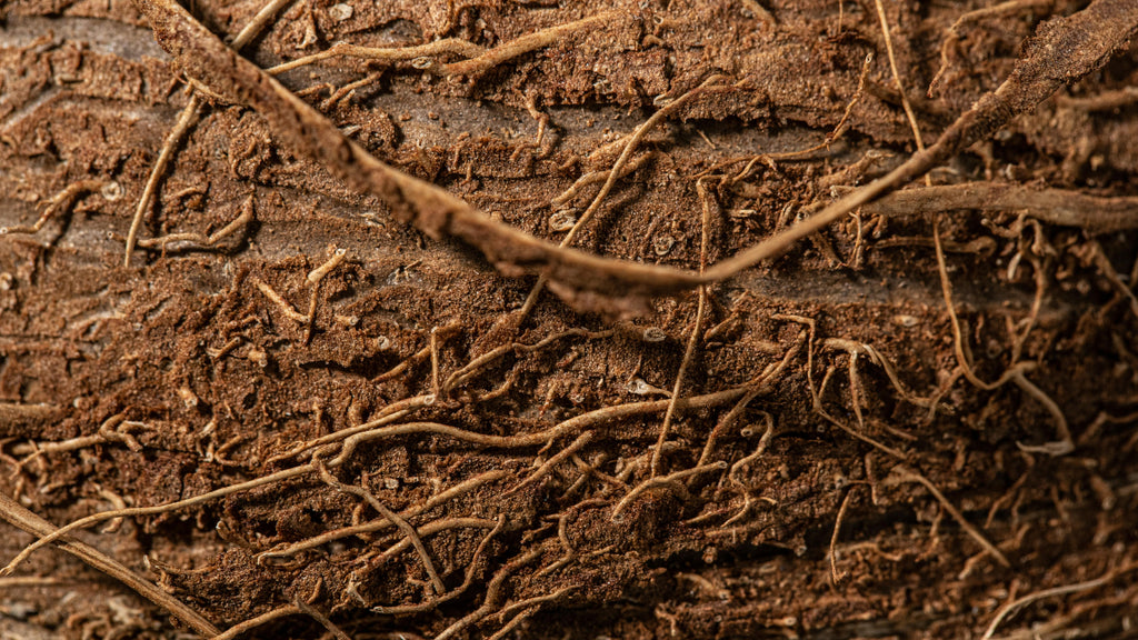 Root-Zone Nutrition: Using Calcium and Magnesium to Strengthen Winter Roots