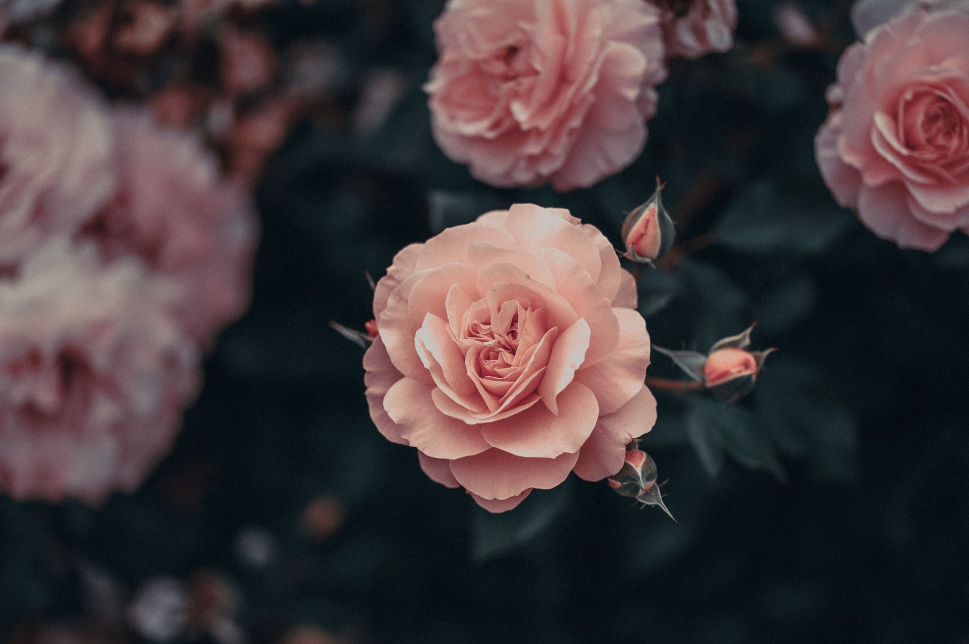 Hydrangeas, Roses, And Ornamentals In June Heat