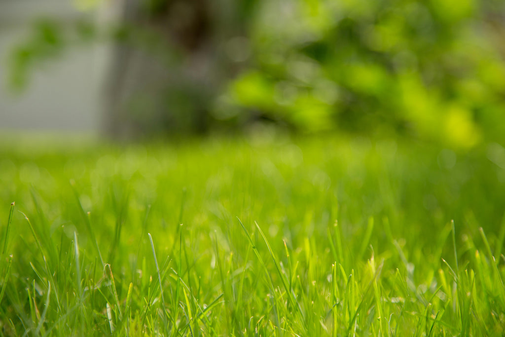 End-of-Summer Lawn Care: Perfecting Your Turf