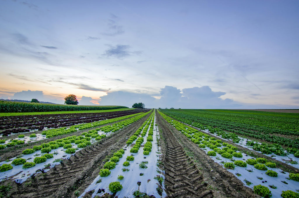 How High-Solubility Gypsum Improves Soil Structure for Cold Weather