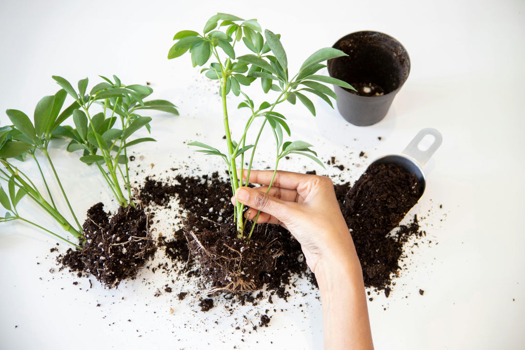 Early Season Fertilizer for Transplanted Crops: What Actually Works