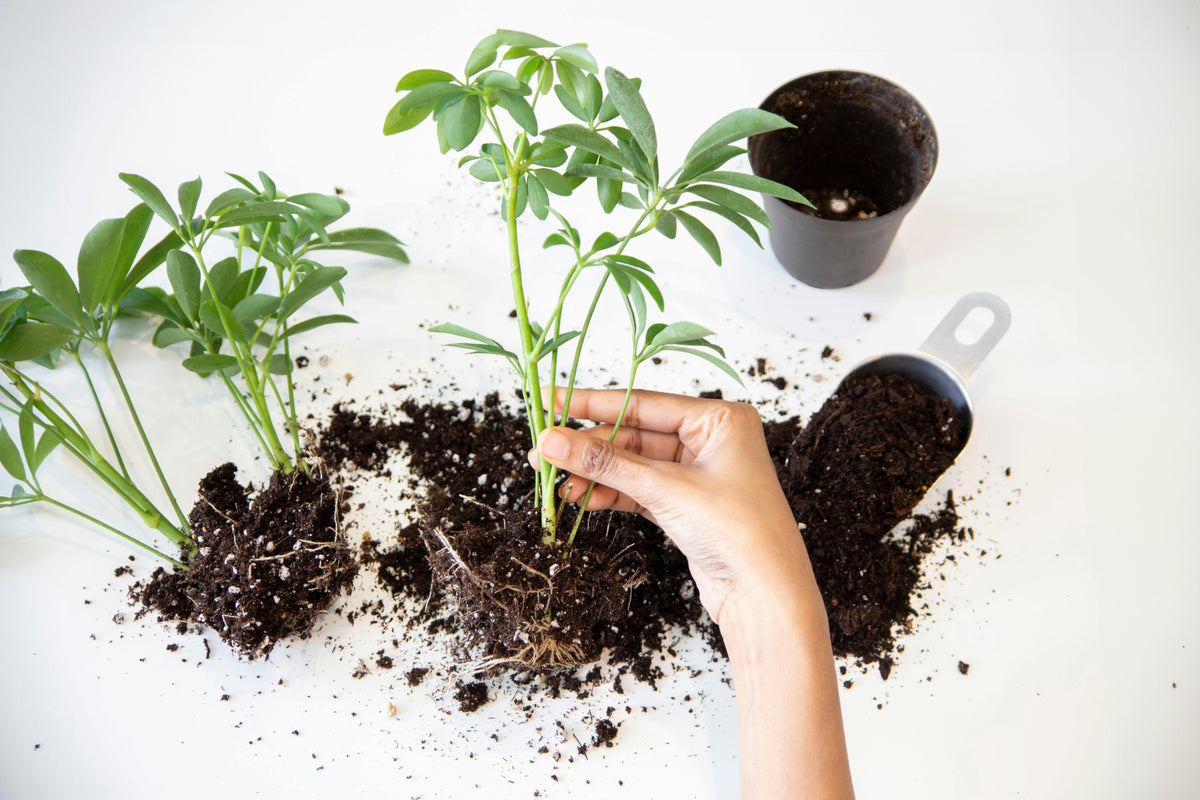 Early Season Fertilizer for Transplanted Crops: What Actually Works
