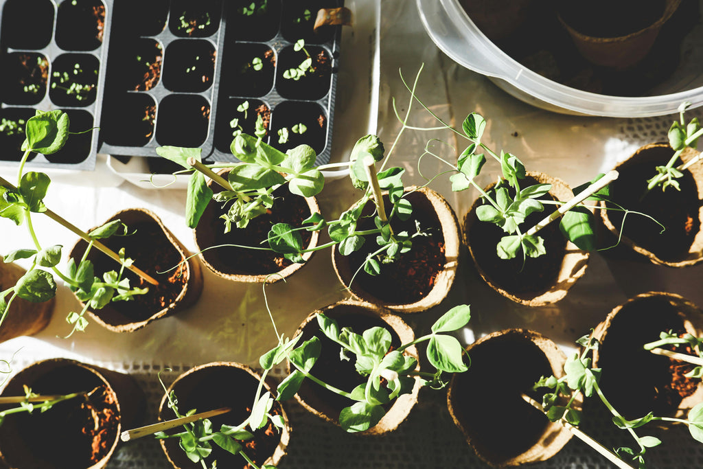 When and How to Apply Potash in Late Fall for Healthier Crops in Spring