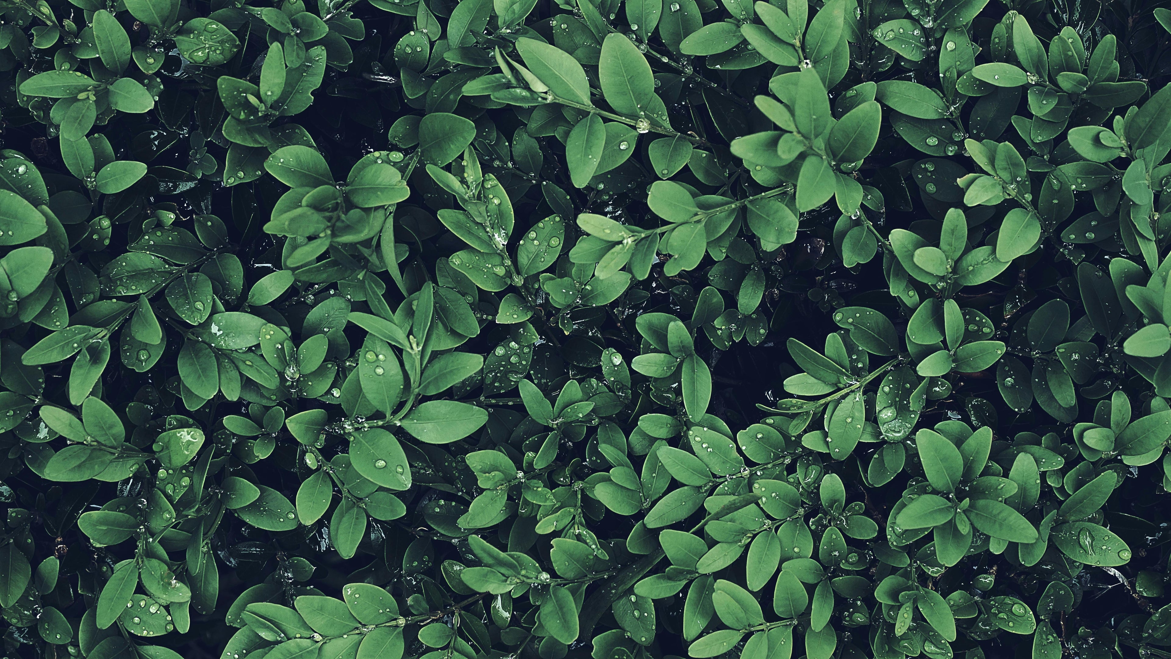 Can Ammonium Sulfate Be Used as an Oxygen Scavenger?
