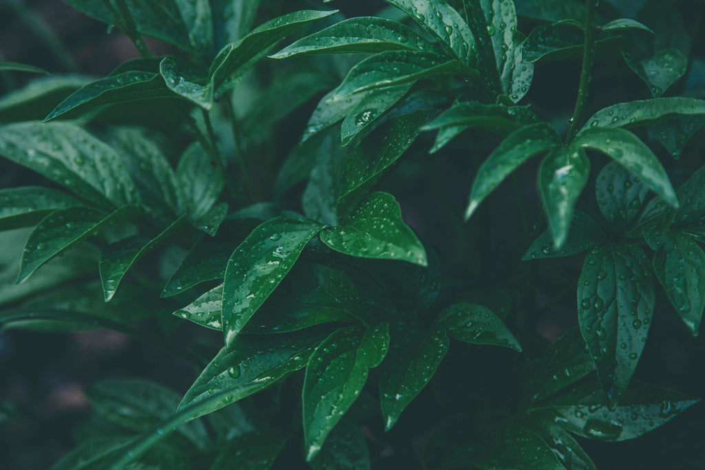 Using Soil Amendments to Improve Drainage in Heavy Fall Rains