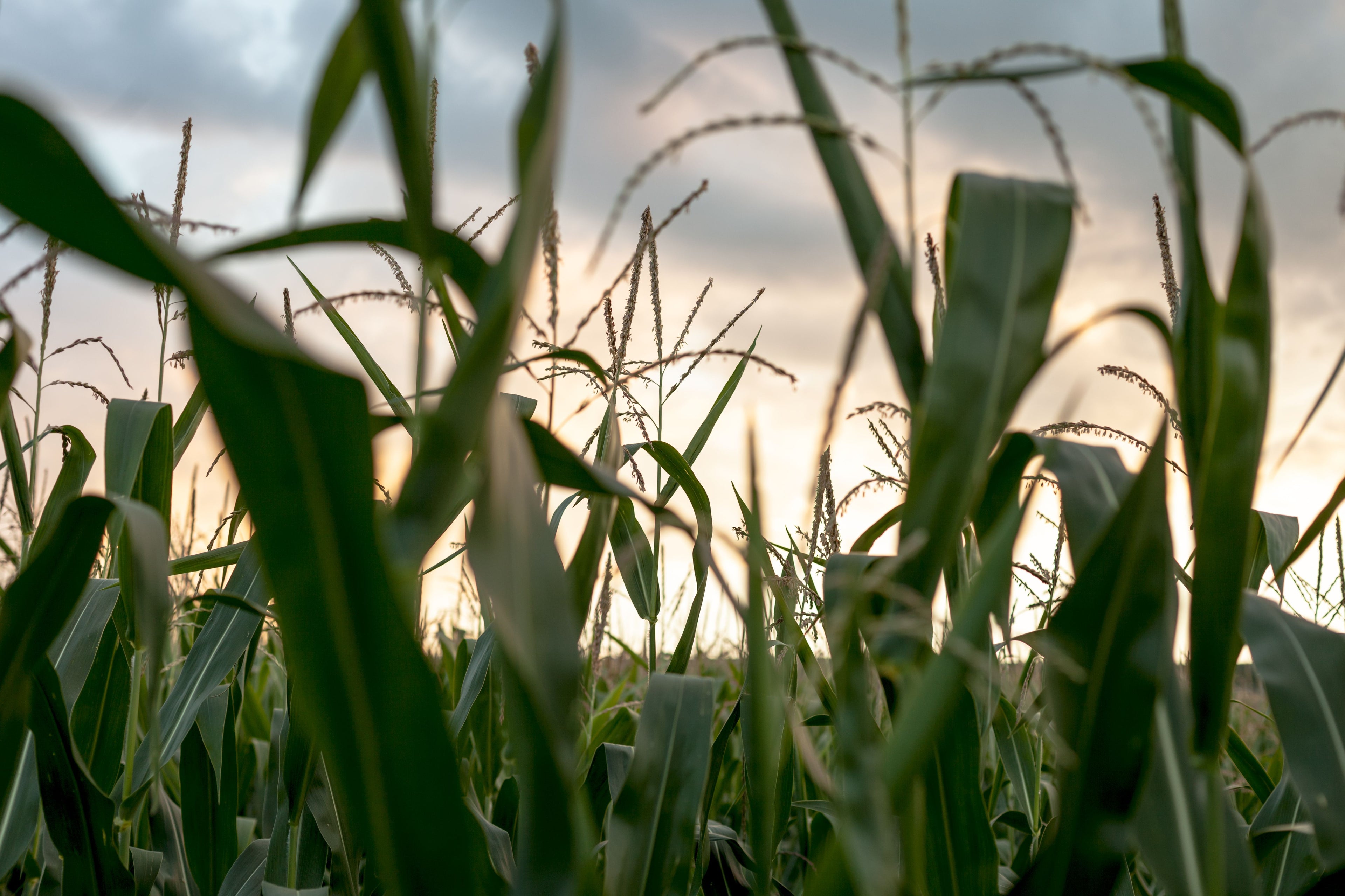 Corn Ear Rots in August: What Hot, Dry, or Wet Weather Means for Harvest Risk