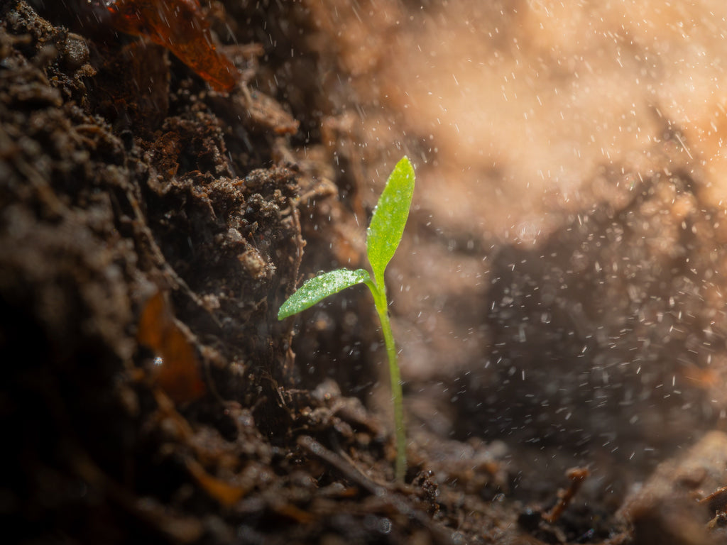 Slow-Release Organic Feeding for a Longer Growing Season
