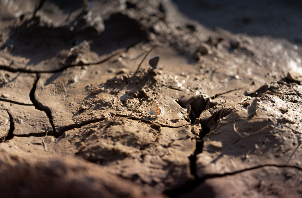 Clay Soil in Summer: Why Water Runs Off When Plants Need It Most