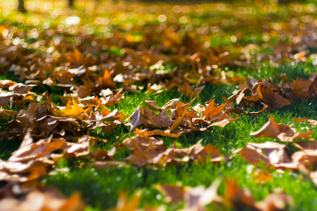 Recharging Depleted Lawns with Triple 10 for a Strong Fall Comeback