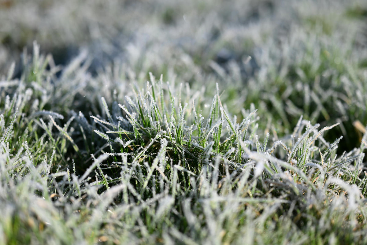 Why You Shouldn’t Skip Spraying Your Lawn in Winter