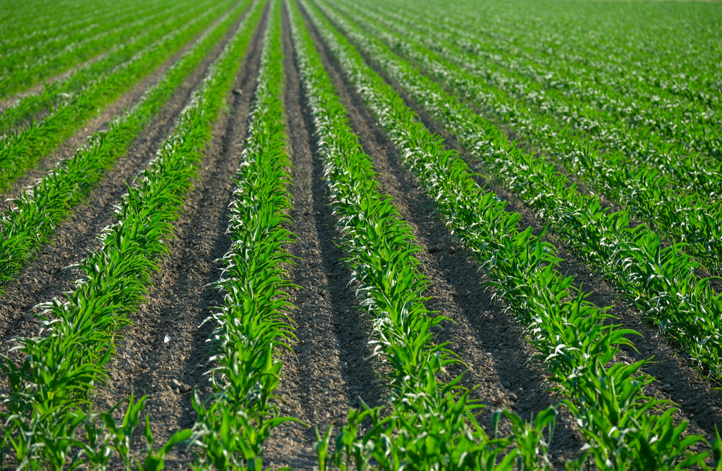 The Hidden Cost of Over-Fertilizing in Early Spring