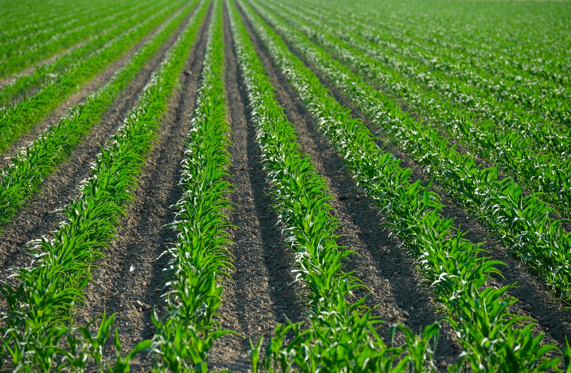 The Hidden Cost of Over-Fertilizing in Early Spring