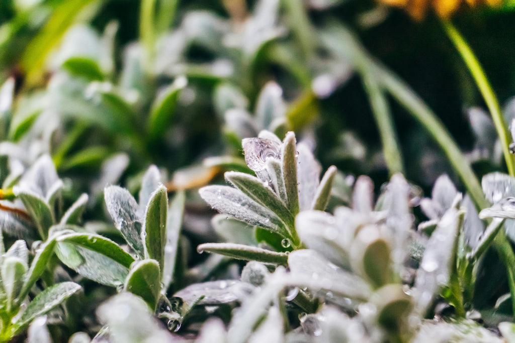 Mixing Urea and Ammonium Sulfate: Pros and Cons