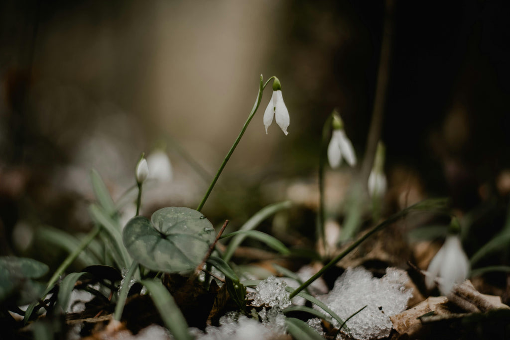 Pet Safe Ice Melt And Plant Safe Soil: Protecting Lawns, Beds And Pets During Pacific Northwest Winters