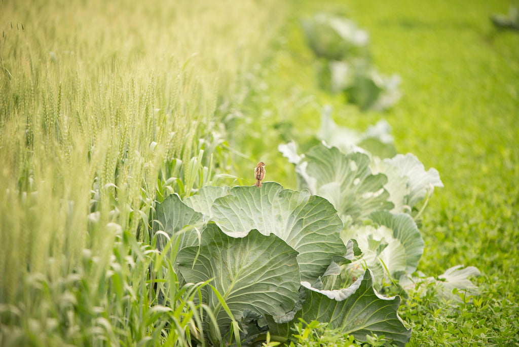 Can Triple 10 Fertilizer Be Used on Lawns and Garden Beds in Cold Climates?