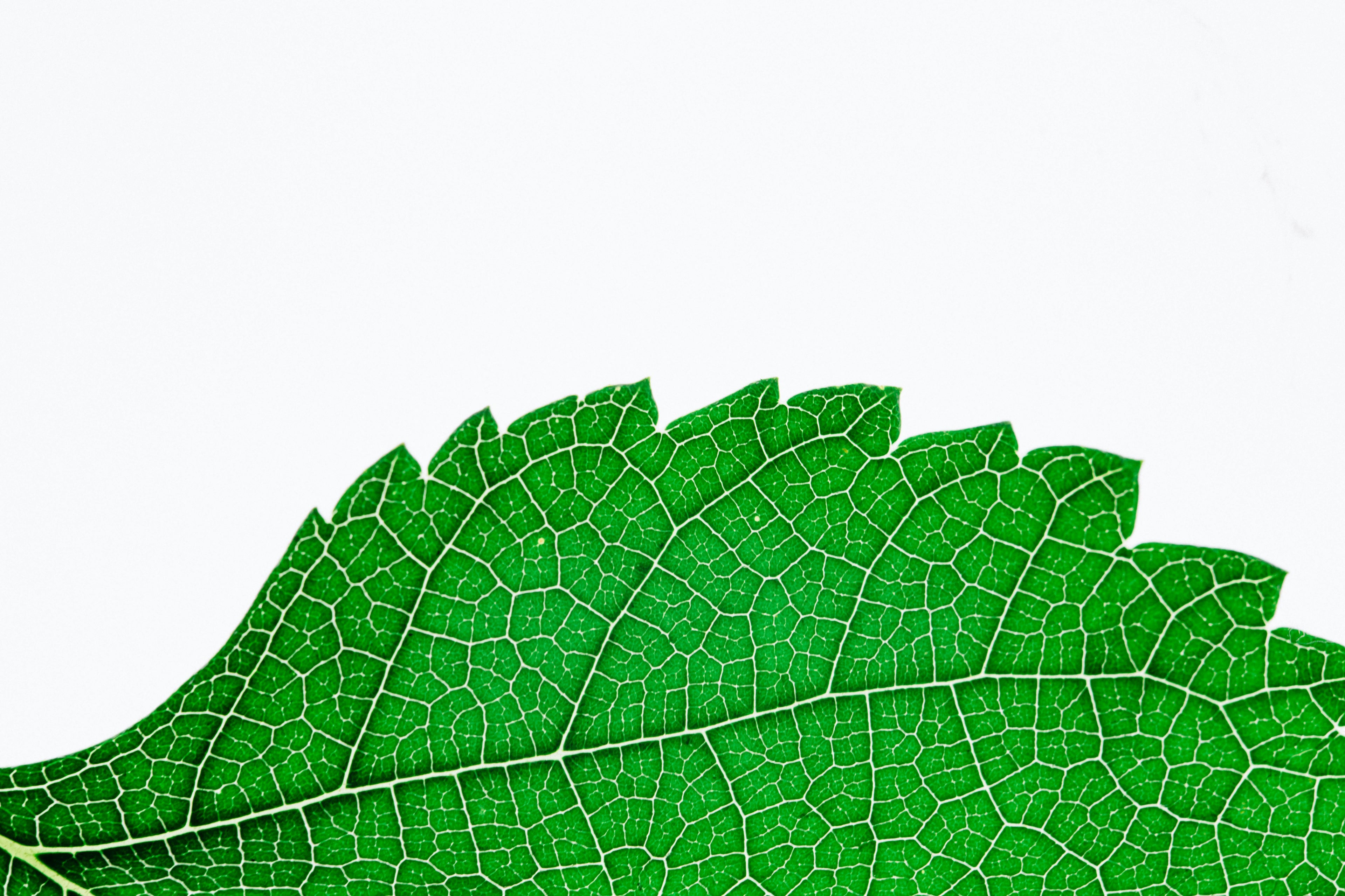 How to Identify and Address Potassium Deficiency in Plants