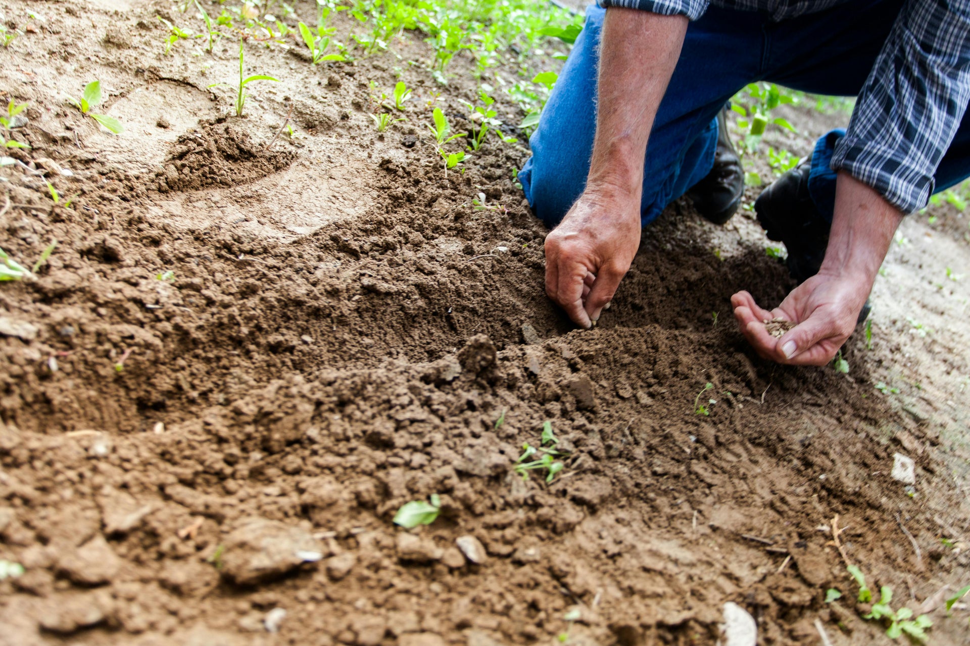 How Gypsum Prevents Soil Compaction and Improves Root Development