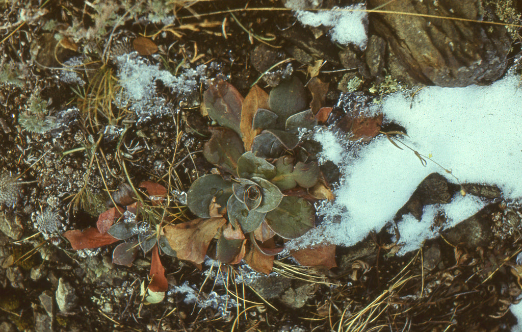 The Science Behind Fall Fertilization: What Soil Really Needs Before Winter