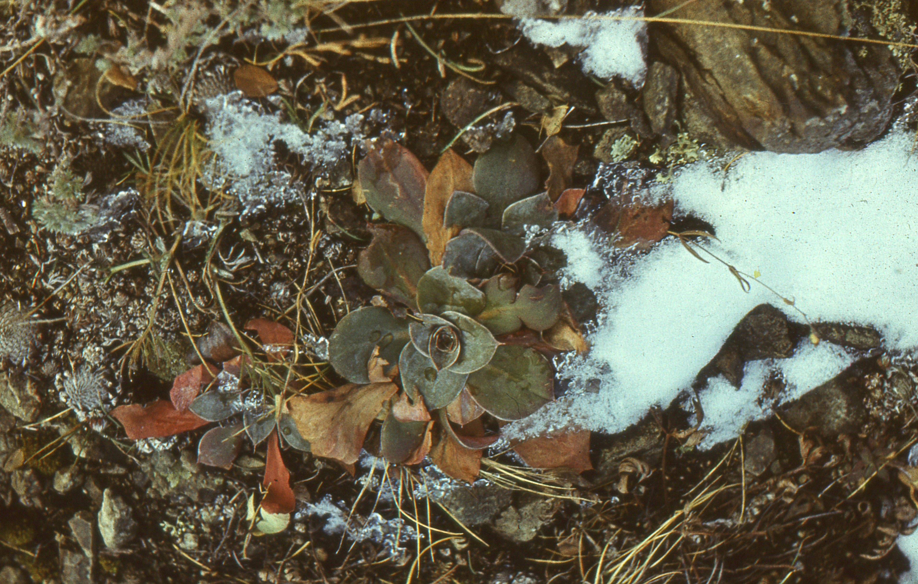 The Science Behind Fall Fertilization: What Soil Really Needs Before Winter