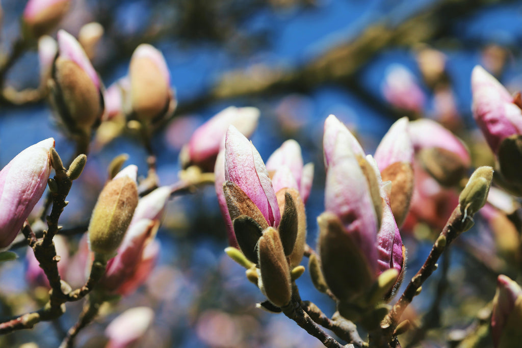 Best Practices for Applying Urea Nitrogen in Spring