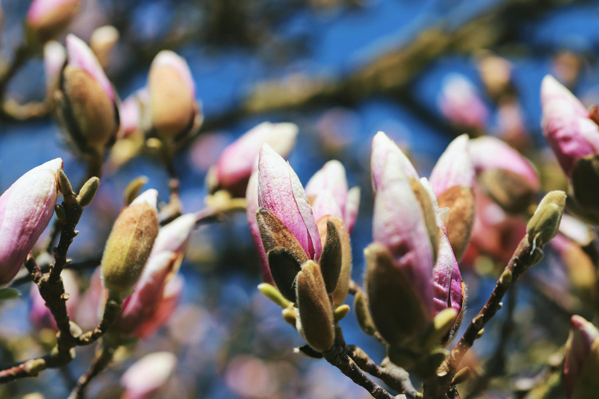 Best Practices for Applying Urea Nitrogen in Spring