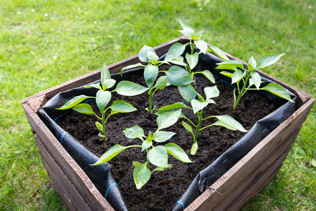 The Science Behind Nitrogen Uptake in Plants