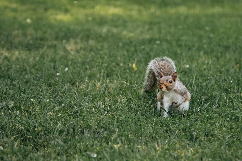 From Winter Feeding Pad To Green Grass Again: Reclaiming Sacrifice Areas In Spring