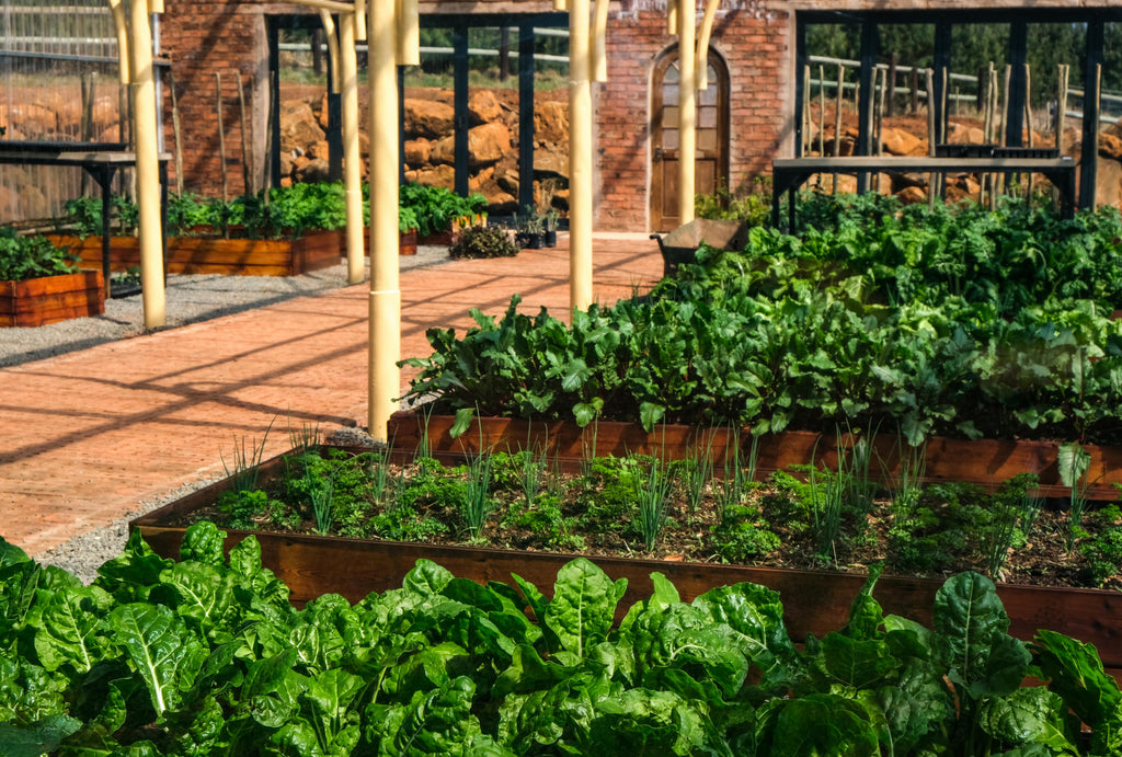 Raised Bed Fertility in the PNW: Preventing Nutrient Washout Before Planting