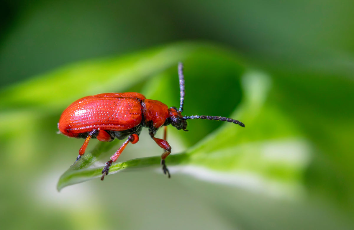 Spring Integrated Pest and Nutrient Management for Early-Season Growth