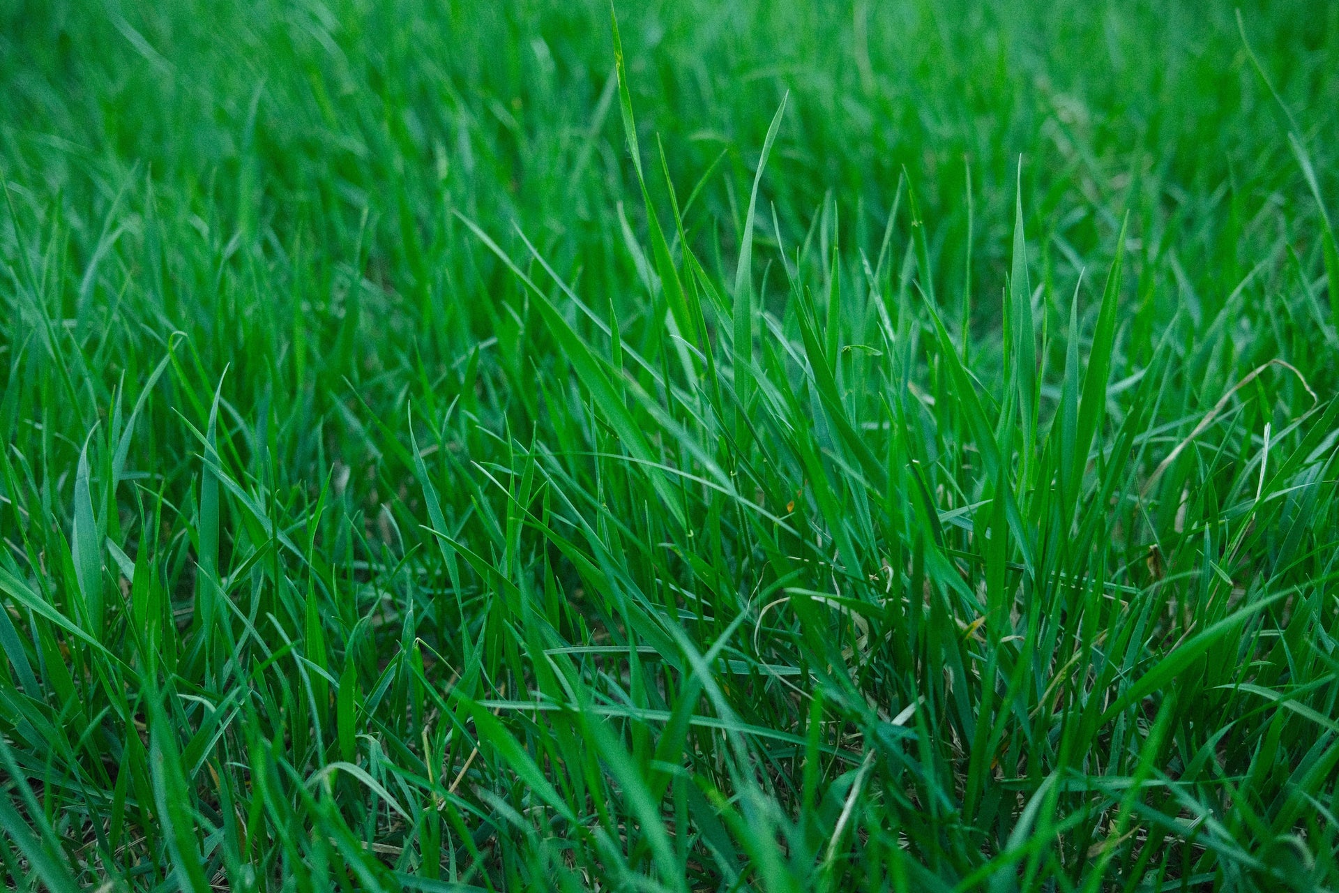 Stockpiling Tall Fescue: The Mid-August Decision That Can Reduce Winter Hay Use