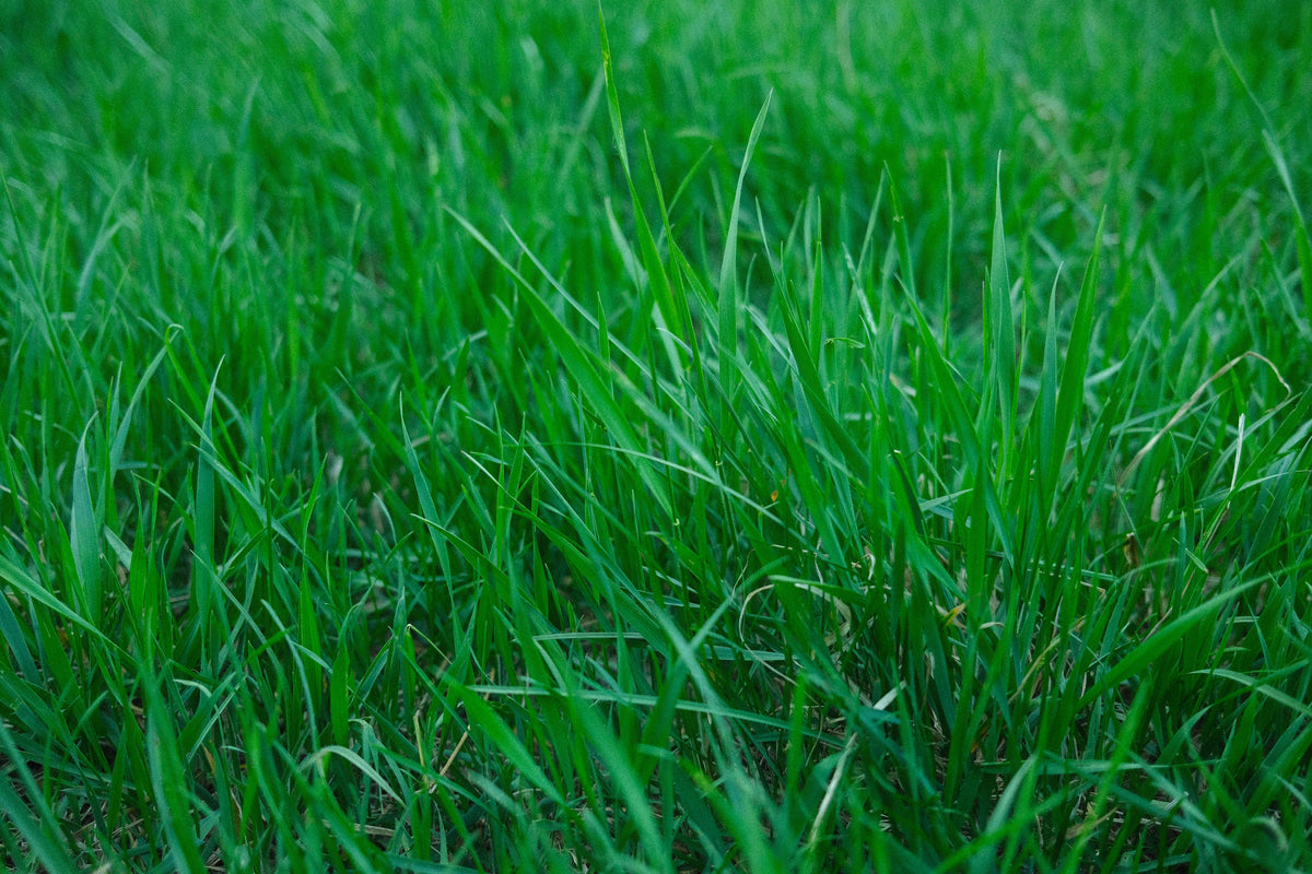 Stockpiling Tall Fescue: The Mid-August Decision That Can Reduce Winter Hay Use