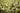 Gypsum in Fall Cover Crops: Strengthening Roots and Soil Biology