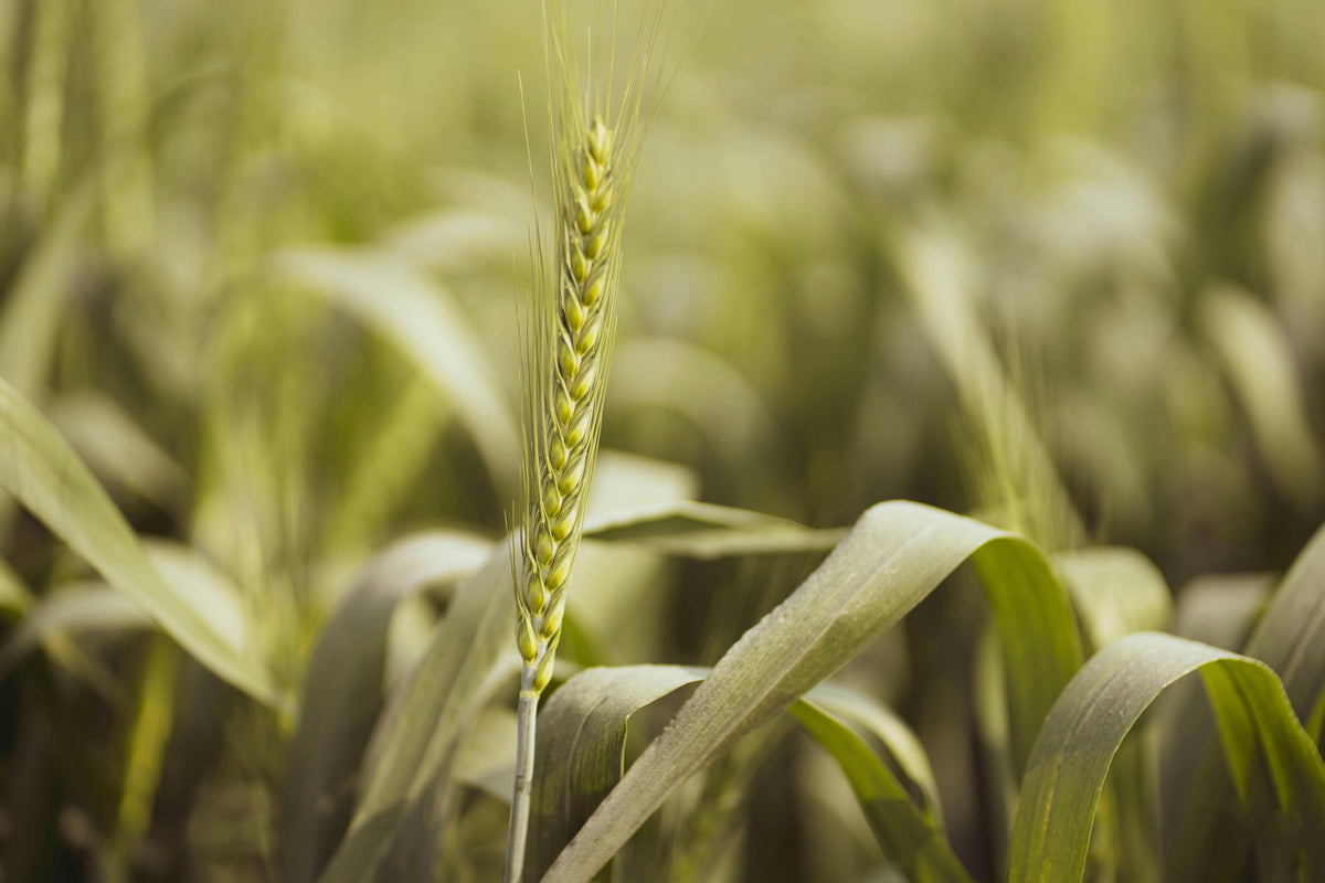 Gypsum in Fall Cover Crops: Strengthening Roots and Soil Biology