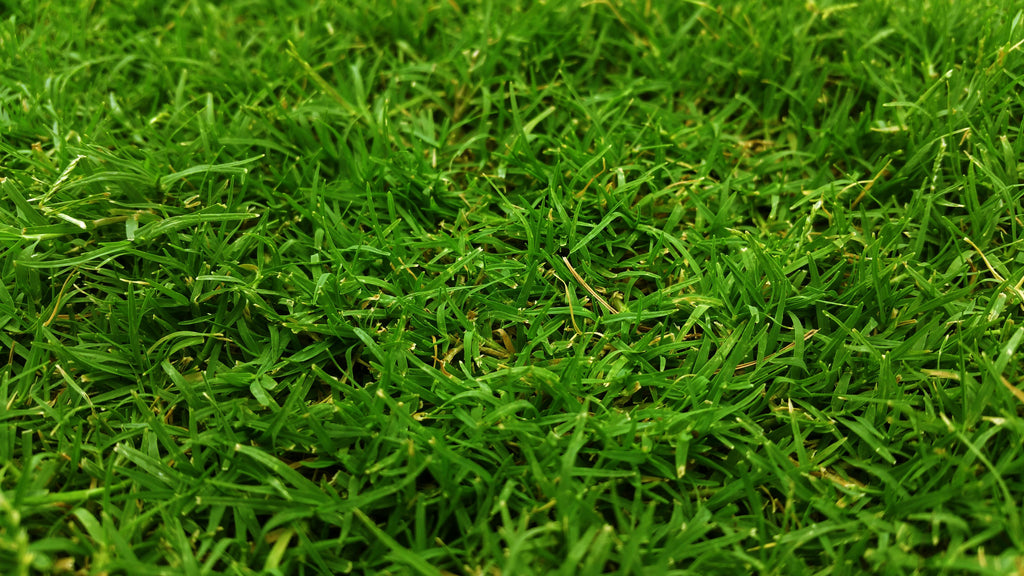 Why Late Summer Lawn Fertilization is Crucial for a Healthy, Green Yard All Year