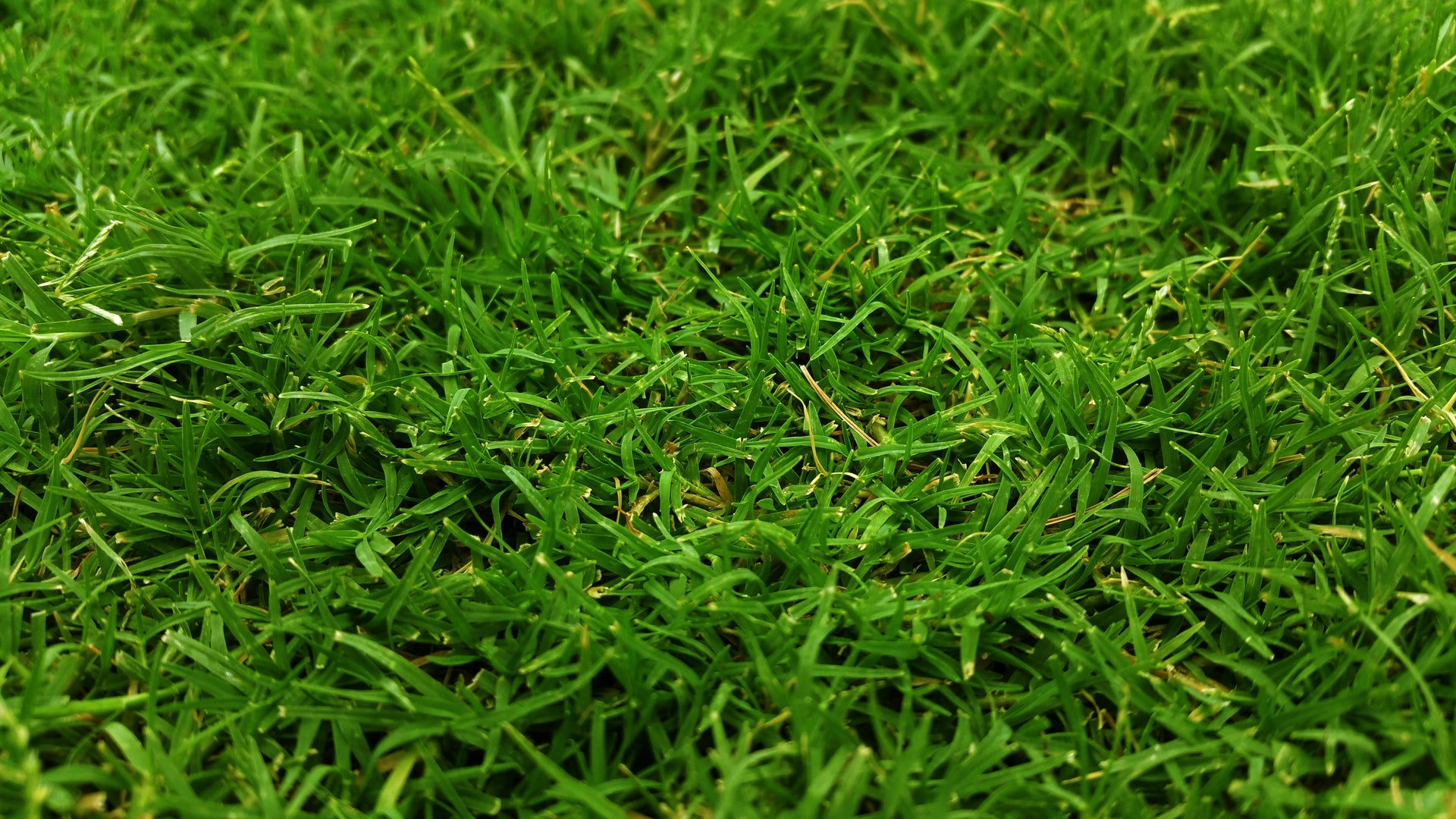 Why Late Summer Lawn Fertilization is Crucial for a Healthy, Green Yard All Year