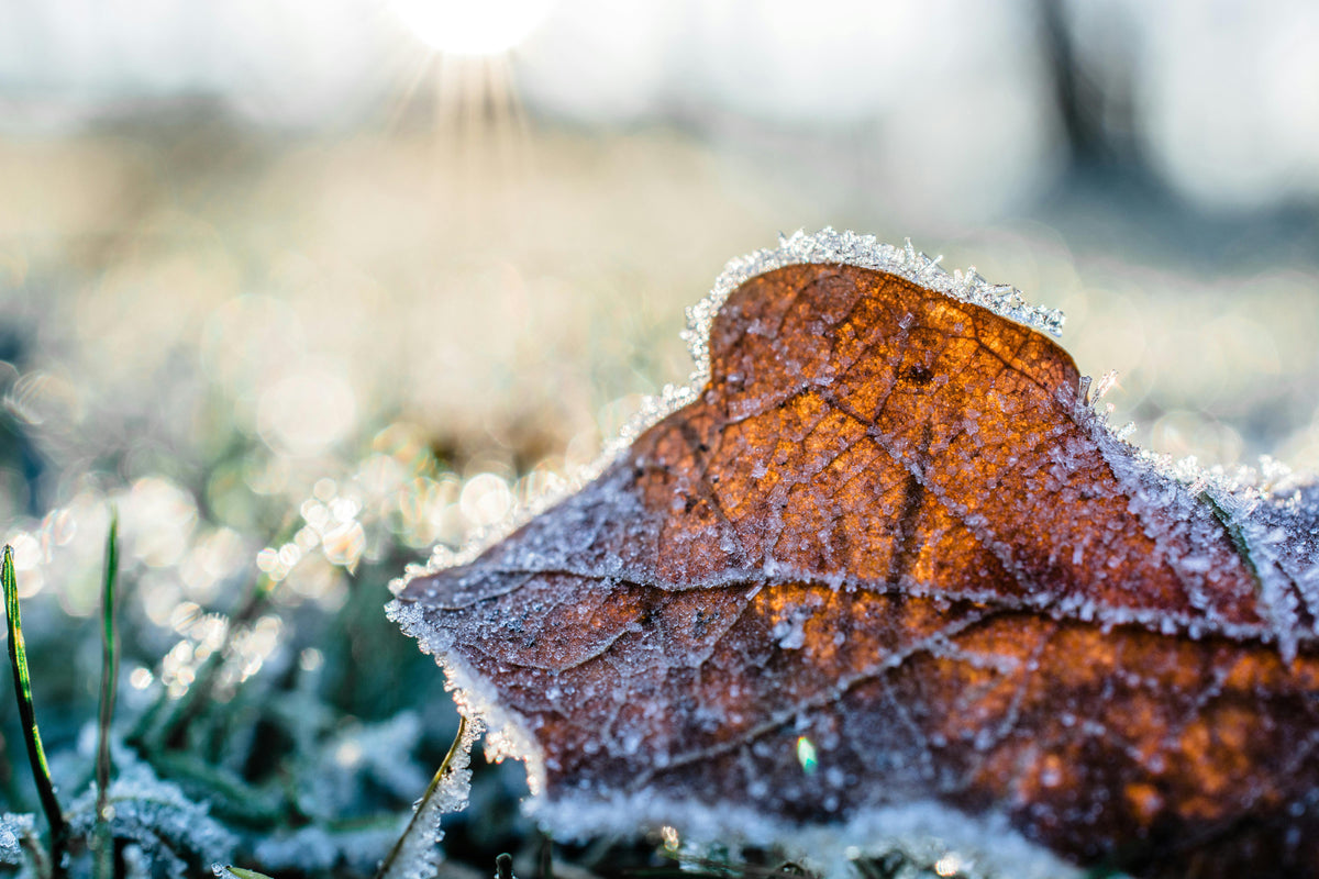The Science Behind Potassium and Frost Protection in Plants