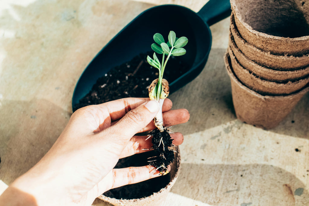 What “Balanced Fertilizer” Really Means for PNW Soils and Plants