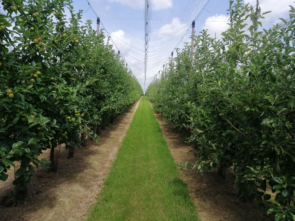Potassium Versus Nitrogen: What Fruiting Crops Need Now